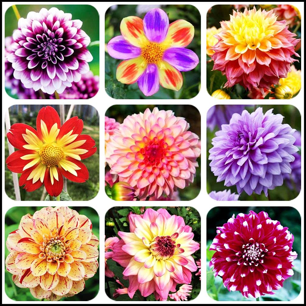 Ｄahlia☆ Dahlia GZ Katja Special | Gartenzauber